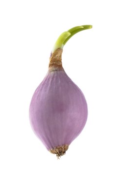 Shallot Ampulü beyaza izole edilmiş..