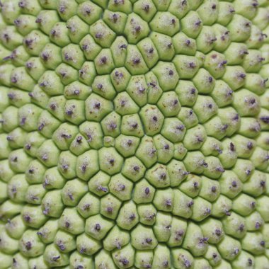 Bu Jack meyve kabuğu dokusu desen için.