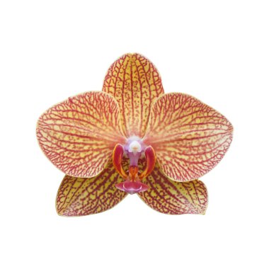 Sarı ve kırmızı orkide beyaza izole edilmiş..