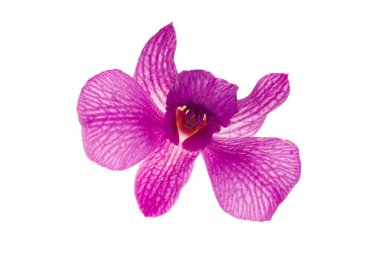 Mor ve beyaz orkide beyaza izole edilmiş..