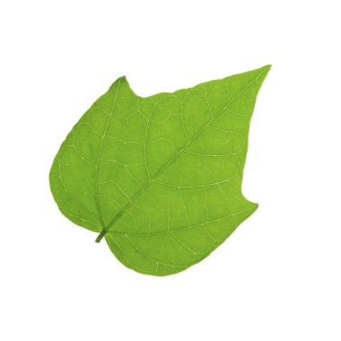 Beyaz bir yeşil yaprak..