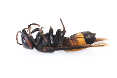 Ölü bir eşekarısı, bir beyaz üzerinde izole edilmiş..