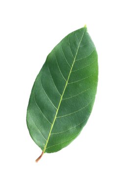 Beyaz bir yeşil yaprak..