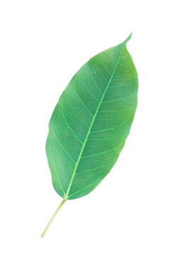 Beyaz saplı yeşil bir yaprak..