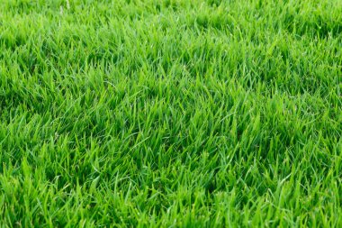 Örüntü ve arka plan için gerçek çimen..