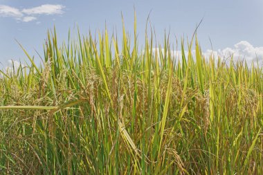 Arkaplanı gökyüzü olan pirinç tarlası..