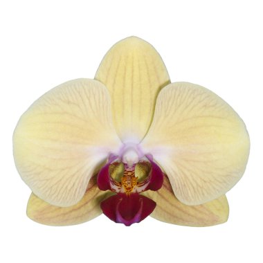 Sarı orkide beyaza izole edilmiş..