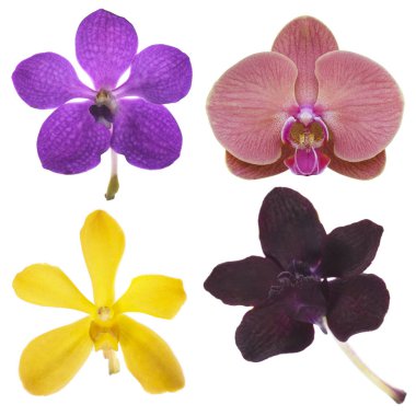 Beyaz renkte dört orkide..