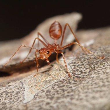 Turuncu karınca ağzını desen için açar..