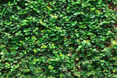 Sarmaşık desenli ve arka planlı..