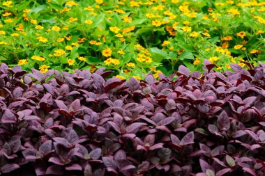 Bu Rubicund yaprakları desen için.