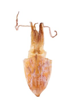 Beyaz mürekkep balığından başka bir şey değil..