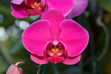 Mor orkide desen için..