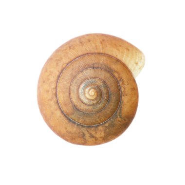 Beyaz bir salyangoz kabuğudur..