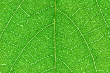 Desen ve arkaplan için yaprak üzerine dizayn.