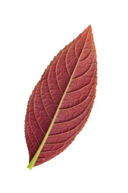 Ruddy beyazın üzerinde bir yaprak..