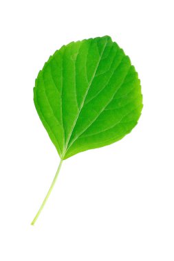 Beyaz saplı yeşil bir yaprak..