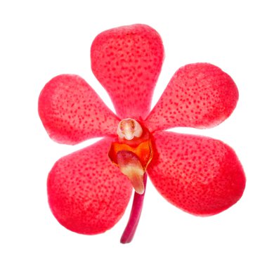 Kırmızı orkide beyaza izole edilmiş..