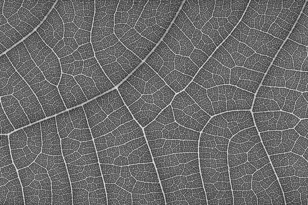 Desen ve arkaplan için yaprak dokusu üzerine dizayn.