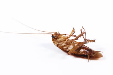 Beyaz arka planda izole edilmiş ölü hamamböceği..