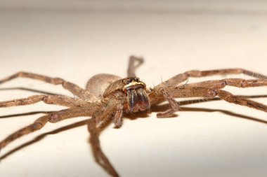 Kalıplar için kahverengi örümcek..