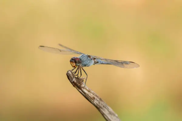 Bu Dragonfly 'ın tahta dalını tuttuğu yer..