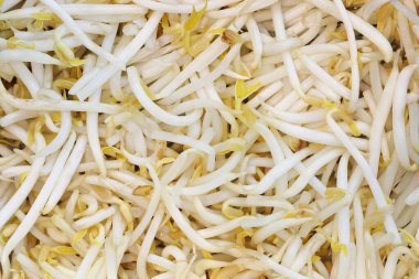 Taze fasulye filizleri..