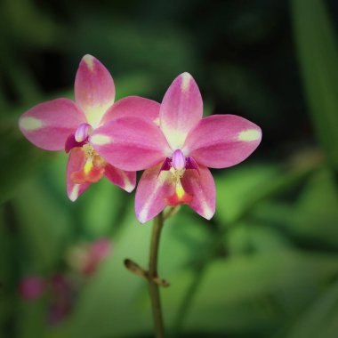 Bulanık arkaplanda pembe orkide..