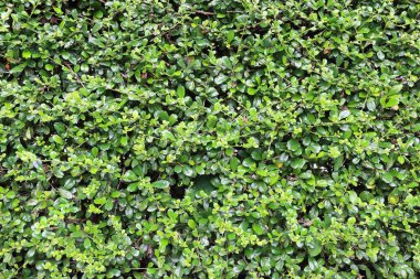 Kalıp ve arkaplan için yeşil süslemeli ağaçlardır..