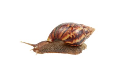 Beyaz bir salyangozdan başka bir şey değil..