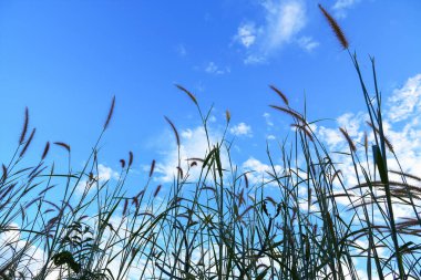 Mavi gökyüzü arkaplanlı poaceae..