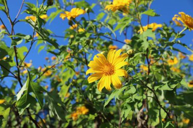 it is yellow mexican sunflower with blue sky background. clipart