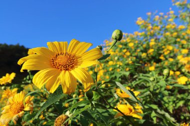 it is yellow mexican sunflower with blue sky background. clipart