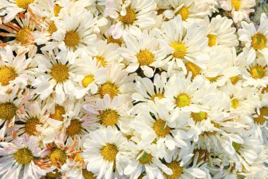 Desen ve arkaplan için beyaz çiçeklerdir..