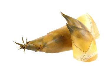 Bambu filizleri beyazlar üzerinde izole edilmiş..