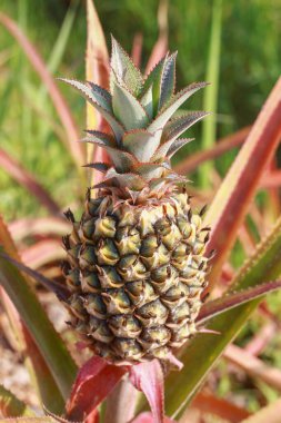 Şablon için çiğ ananas..