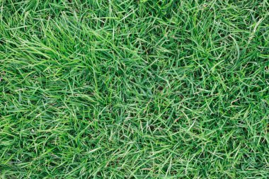 Desen ve arkaplan için gerçek yeşil çimen..