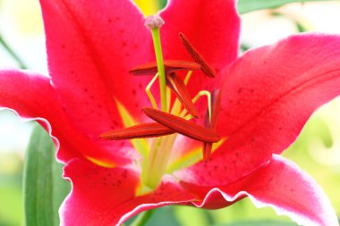 Bu desen ve arka plan için güzel pembe zambakların poleni..