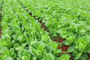 Bu lahana yetiştirilmiş alan desen ve arka plan için..