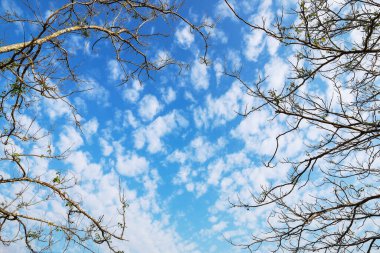 Mavi gökyüzü ve kuru ağaç dalı..