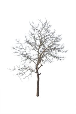 Beyaz yapraksız bir ağaçtır..