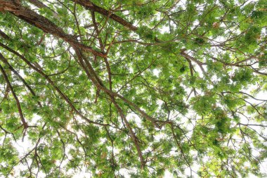 Yağmur ağacı dalının altında ve yeşil yapraklar doğal ışığa karşı..