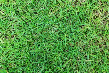 it is fresh thick green grass for background and design.