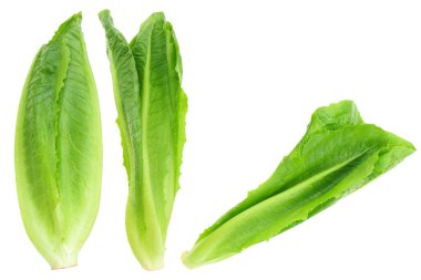 Taze organik yeşildir çünkü marul ya da romaine marulu beyaza izole edilmiştir..