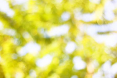 soyut bulanık doğal arkaplan gökyüzüne karşı.