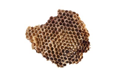 Gerçek arı kovanı beyazda izole edilmiş..