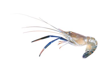 it is one giant freshwater prawn isolated on white.