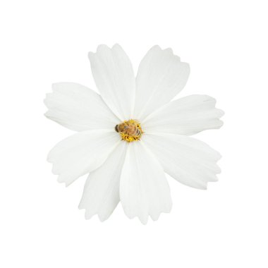 it is one white cosmos flower with bee isolated on white. clipart