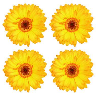 it is four beautiful gorgeous yellow gerbera flowers isolated on white.