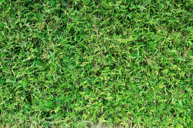 Yeşil bambu yaprakları..